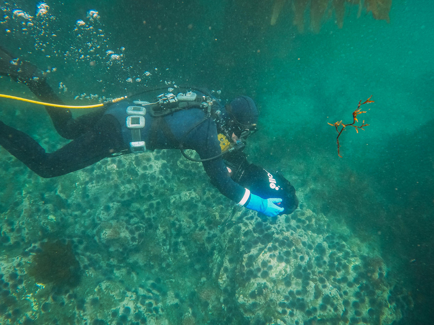PADI - Rescue Diver