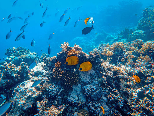PADI - Discover Scuba Diving (DSD)