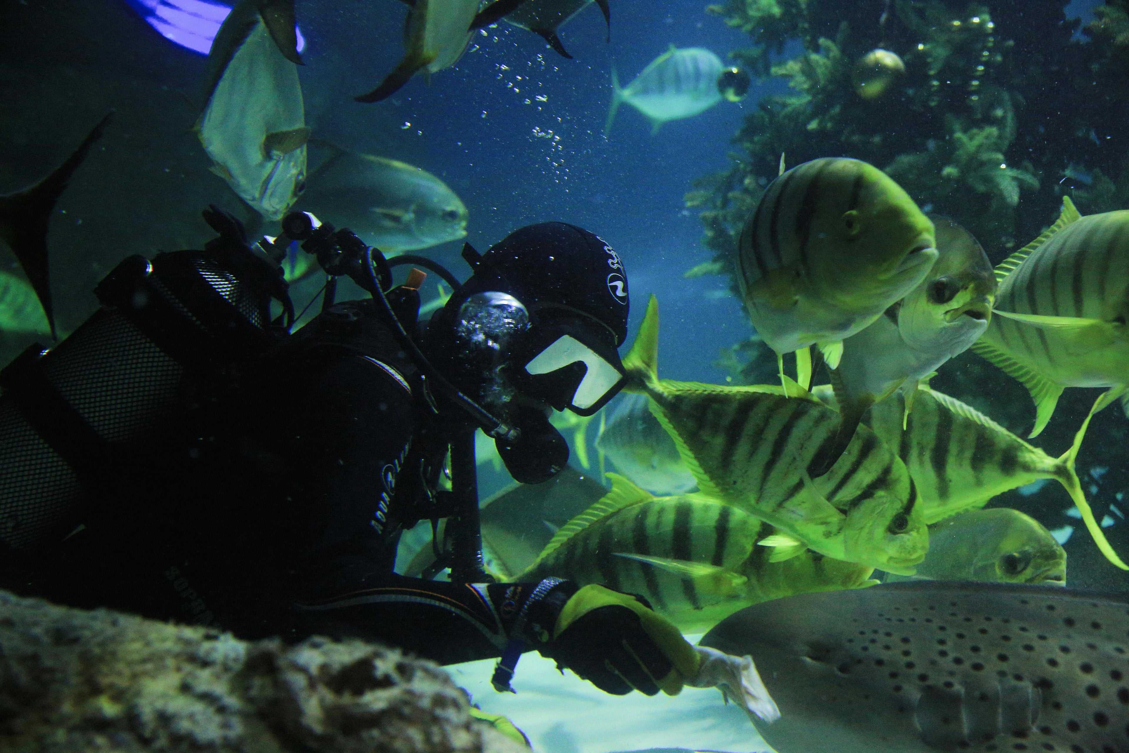 PADI - Advanced Open Water Diver